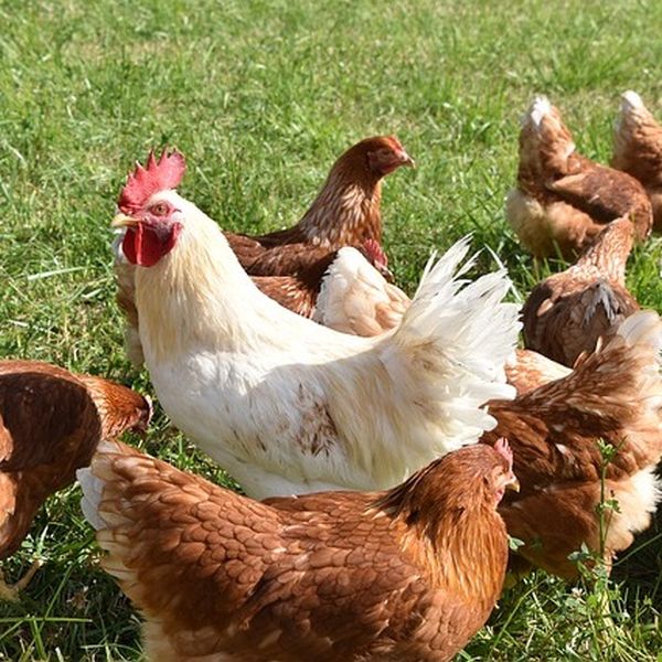 Artgerechte Hühnerhaltung