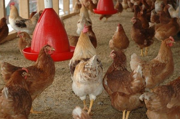 Automatische Hühnerklappe und Hühnertränke