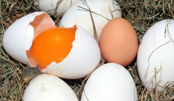 Hühner fressen eigene Eier