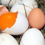 Hühner fressen eigene Eier