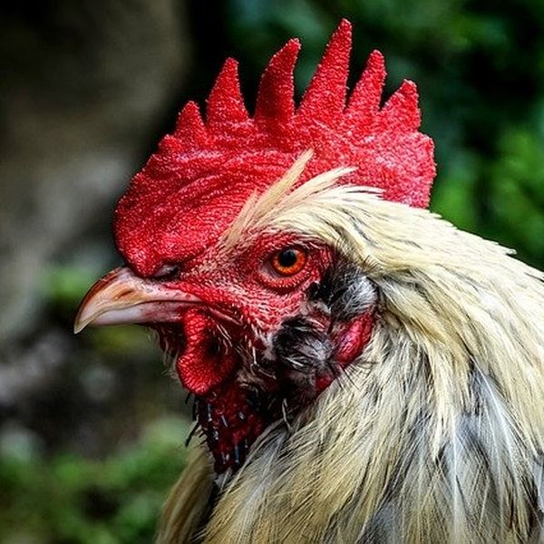 Hühnerhaltung ohne Hahn