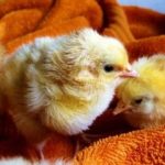 Geschlechtsbestimmung Unterscheidung Küken Henne Huhn